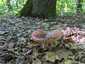 Mézszagú galambgomba (Russula melliolens), Mátra